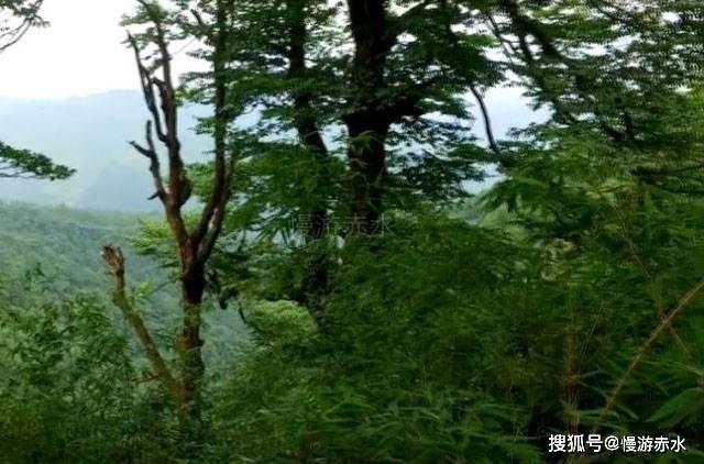 不朽星球